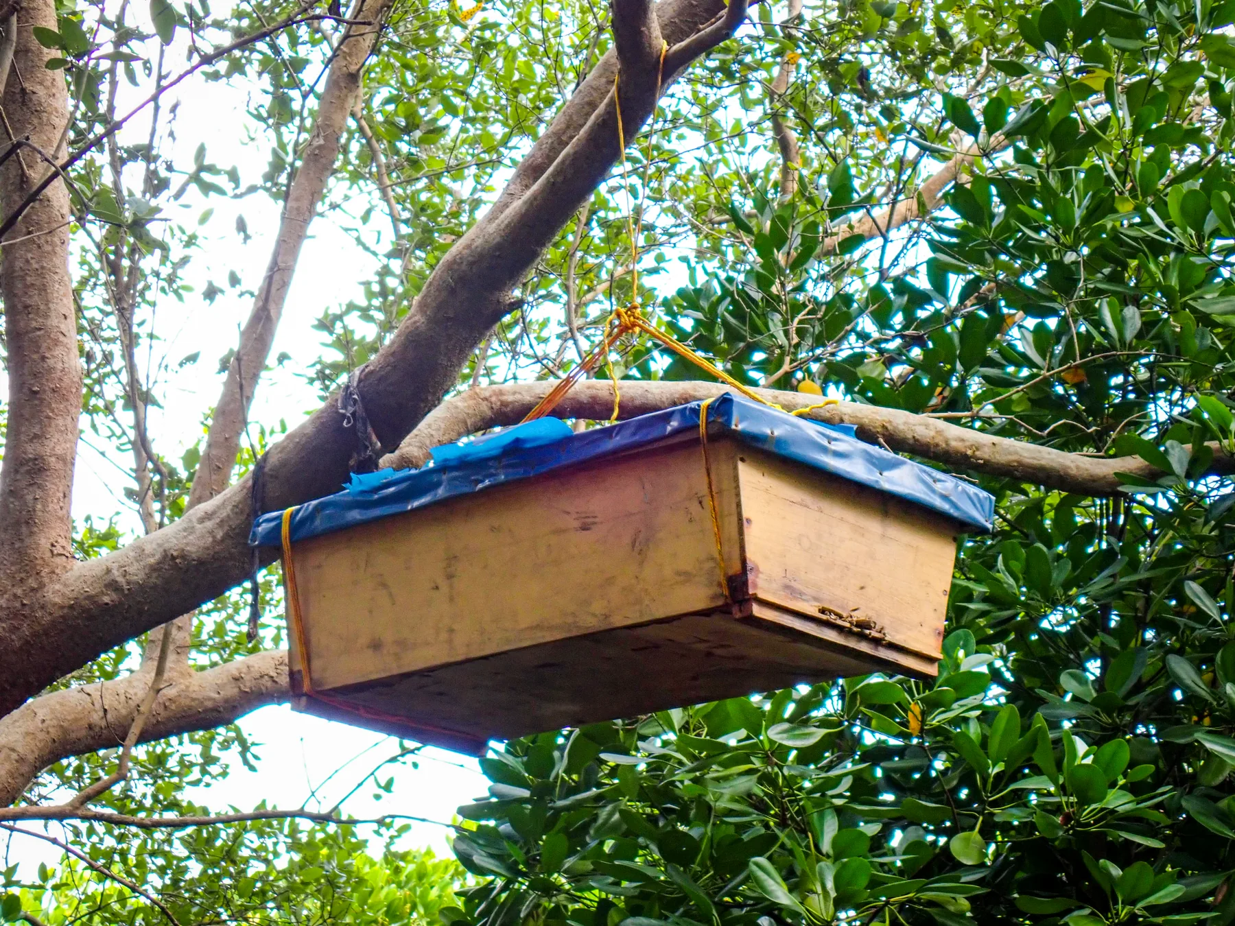 Nature-Based Livelihoods