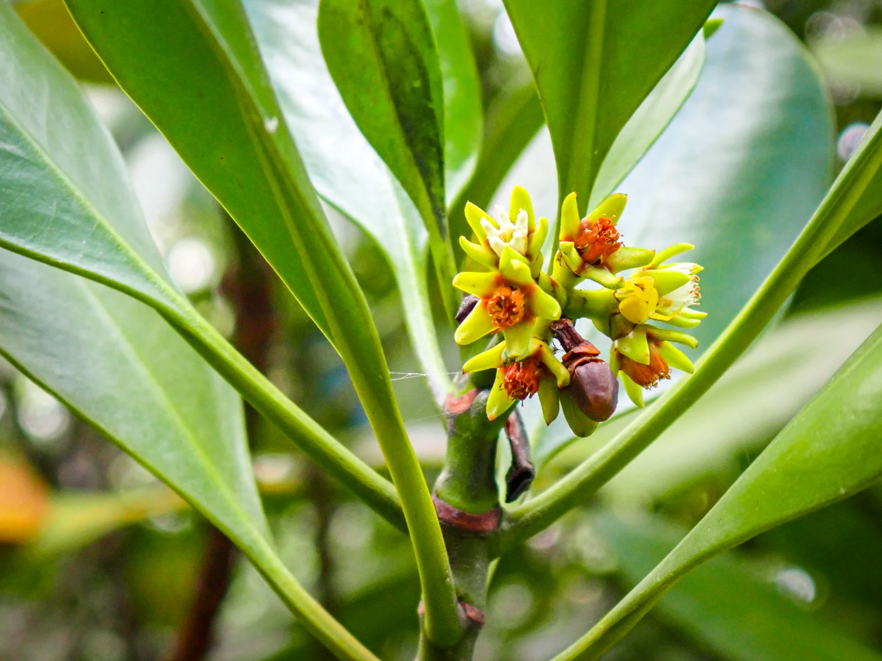 Mangrove Regeneration