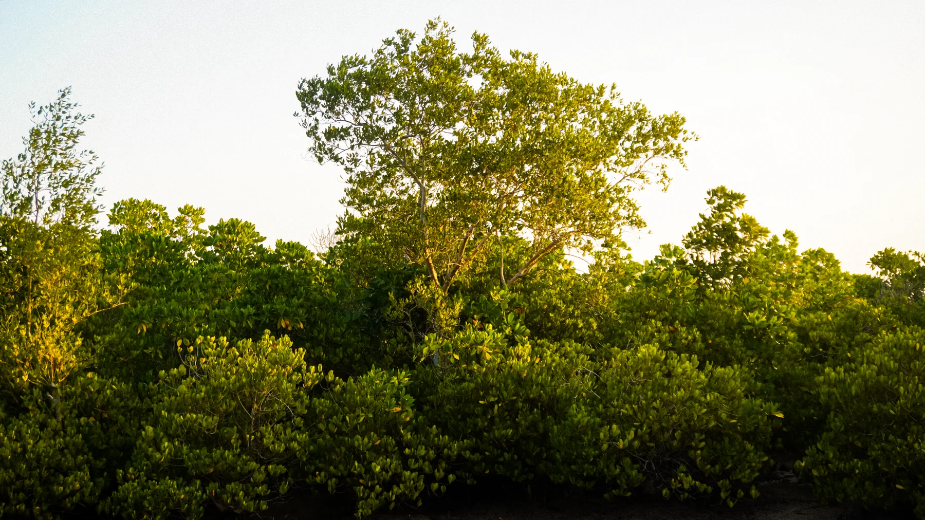 Conservation and Climate Resilience